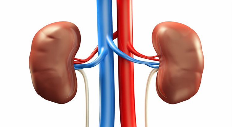 Moringa Exceptional Benefits for Kidney Health